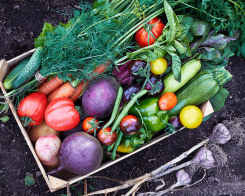 Как да подхраним тялото си през лятото с пресни зеленчуци