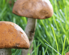 Силата на гъбите