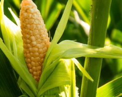 Царевица – безглутенови зеленчуци