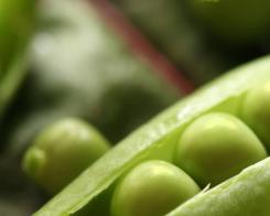 Зелен грах – храна на кралете