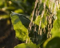 Come risparmiare acqua in giardino