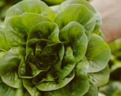 Do you know all about ready-to-use salads ?