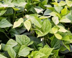 Nous favorisons l’origine France en respectant les saisons