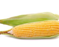 Les secrets du maïs doux