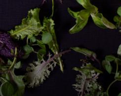 Mesclun/young sprouts: how does it grow?