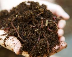 Compost: cosa mettere e cosa non mettere