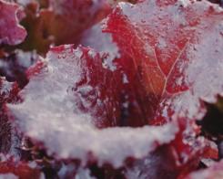 Fields, farmers and... Salad growing. Immersion! 