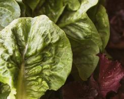 Come conservare al meglio le verdure