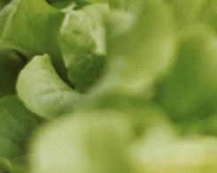 5 natural techniques to weed your garden