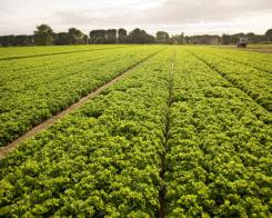 Le Insalate degli Agricoltori