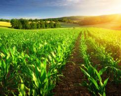 Où sont cultivés vos légumes ?