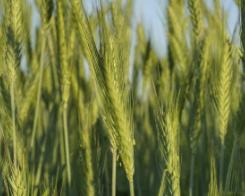 All you need to know about plant straws