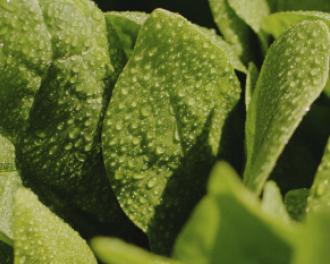 Interview with Bonduelle's quality department