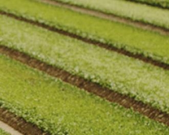 Lamb's lettuce, winter's star salad: how does it grow?