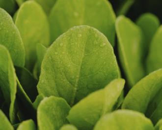 How to give your fruit and vegetables a fresh look?