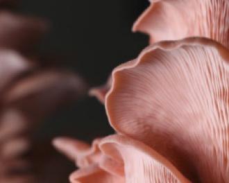 Grow mushrooms at home 