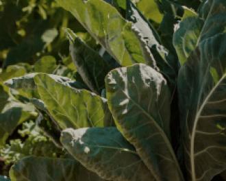 How to successfully grow a mini vegetable garden