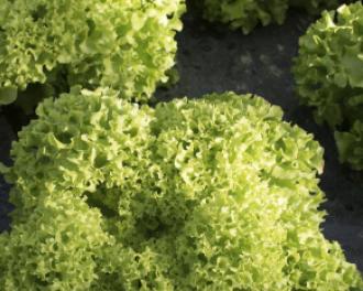 Eating locally and in season