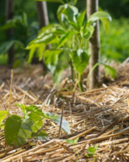 What is permaculture?