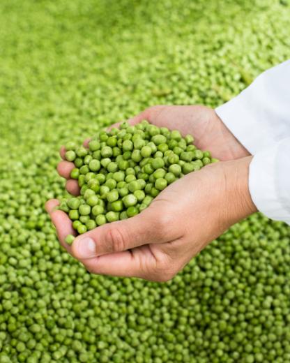 La sélection des légumes chez Bonduelle