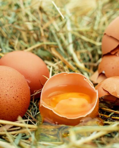 Engagement sur les oeufs alternatifs 