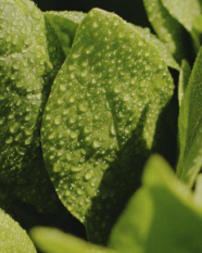 Interview with Bonduelle's quality department