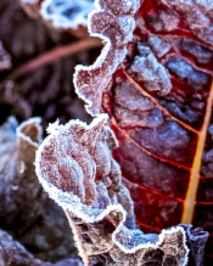 Vegetable garden: beware of spring frosts!