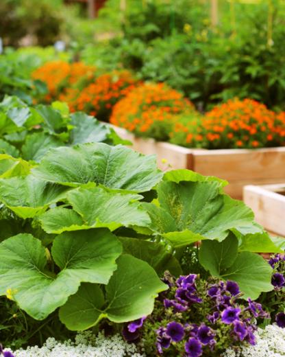 How to naturally get rid of aphids? 