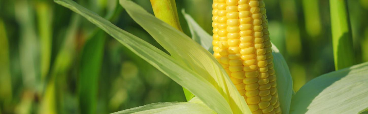 Nos légumes sans résidu de pesticides