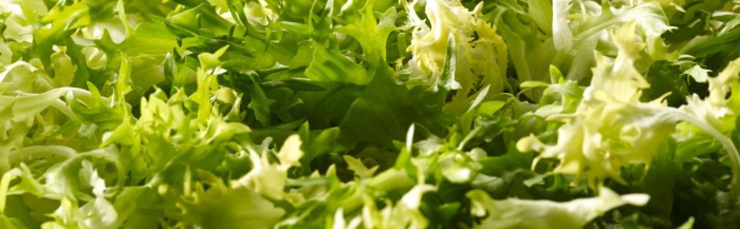 La salade frisée, une salade qui décoiffe !
