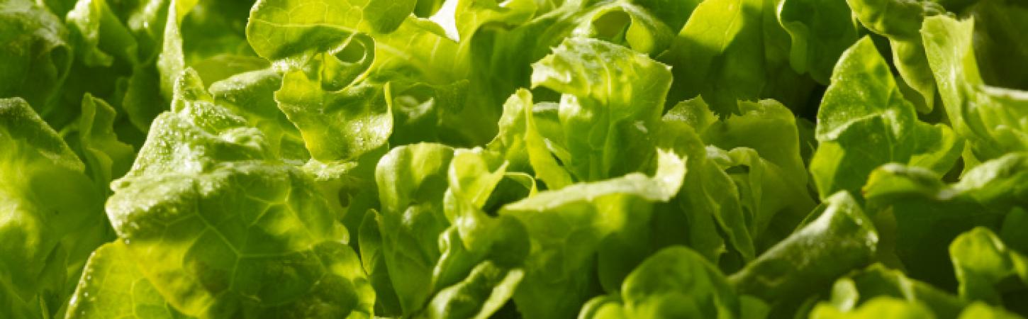 La feuille de chêne, une laitue tendre et frisée