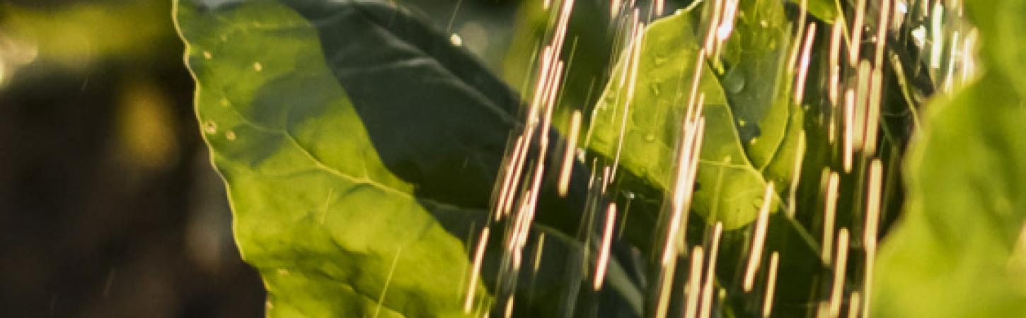 Come risparmiare acqua in giardino