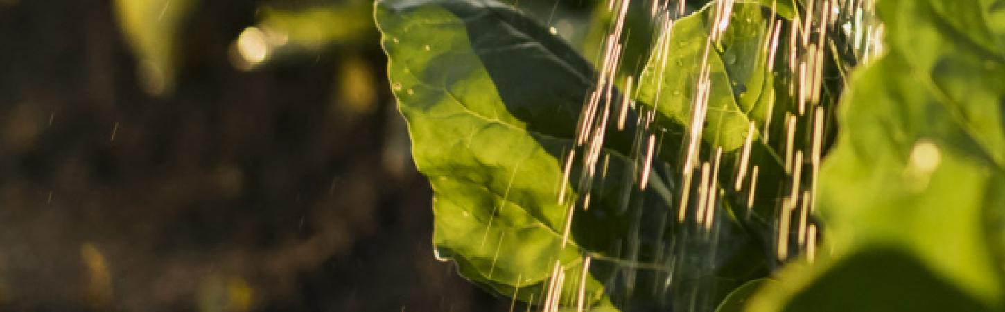 5 ideas to garden with kids