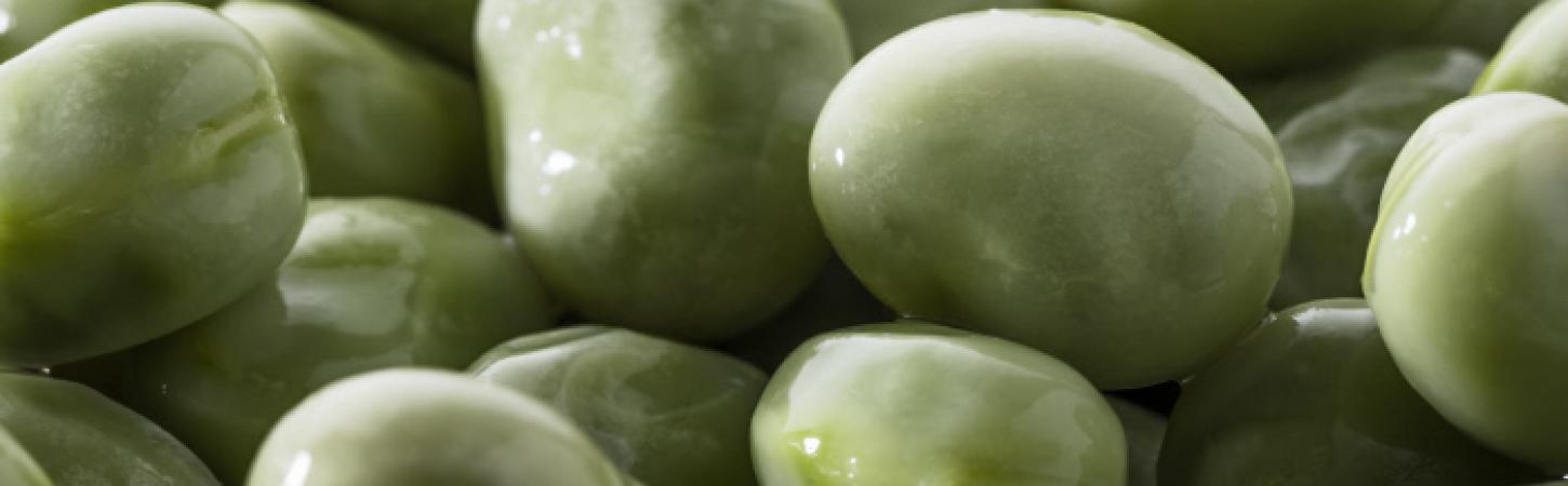 La fève, une plante riche de bienfaits