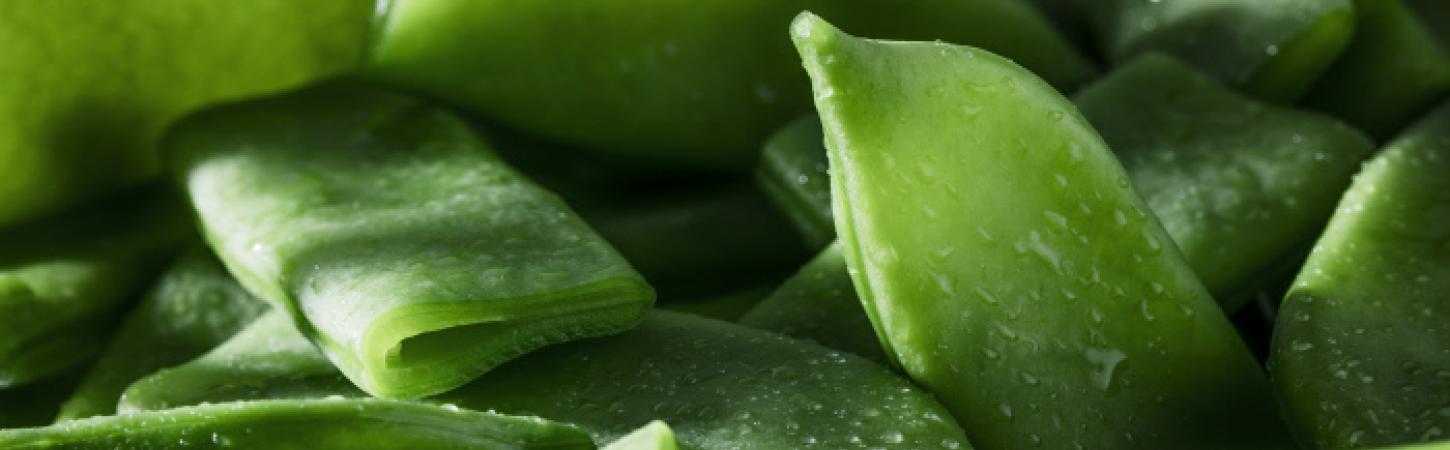 Le haricot plat, direction l'Espagne !