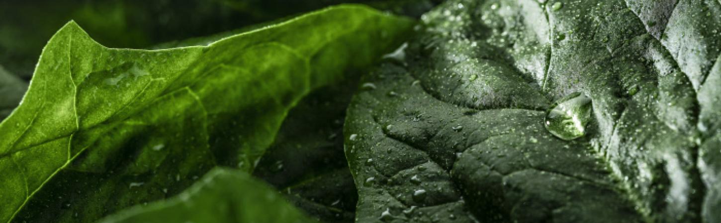 L'épinard, faites le plein d'énergie !