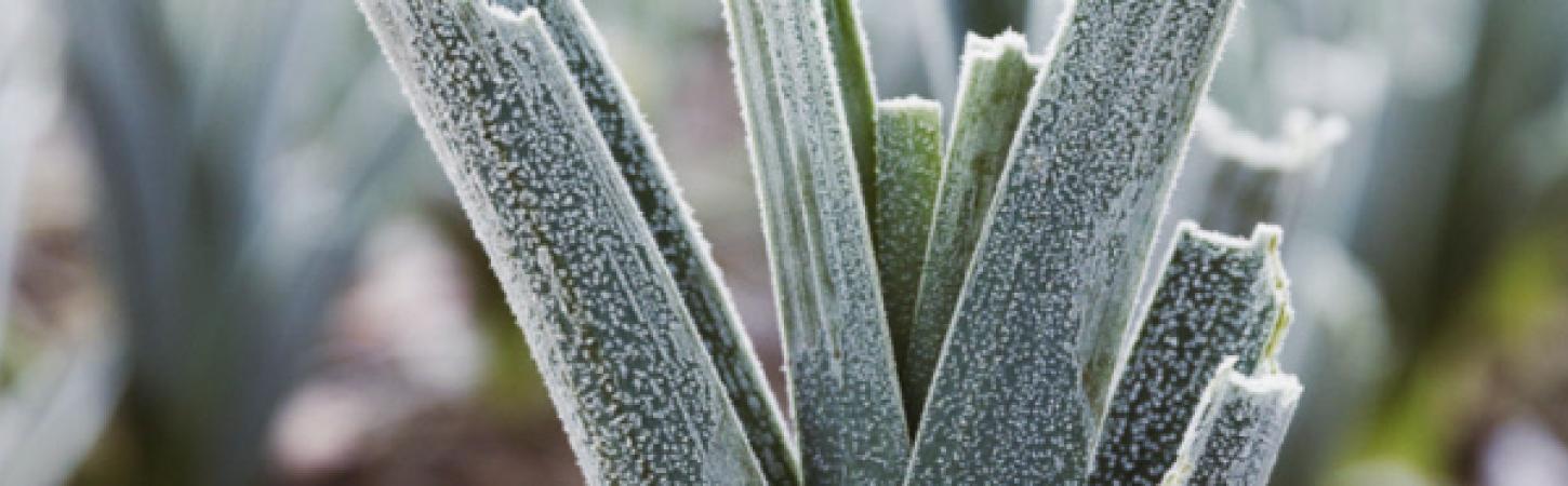 Protect the vegetable garden’s soil for winter