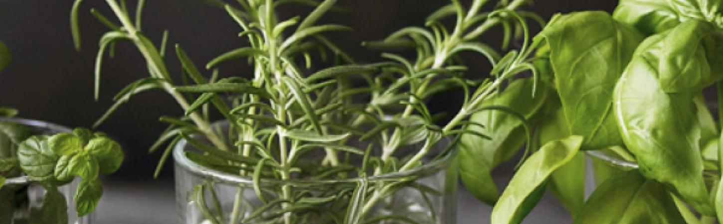 Properly start your aromatic plant crop