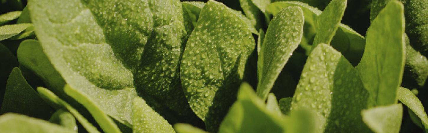 Interview with Bonduelle's quality department