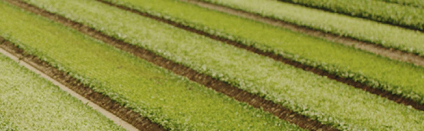 Lamb's lettuce, winter's star salad: how does it grow?