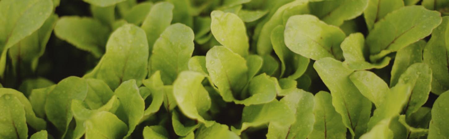 Together towards sustainable food