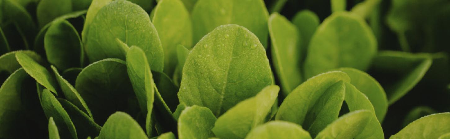 How to give your fruit and vegetables a fresh look?