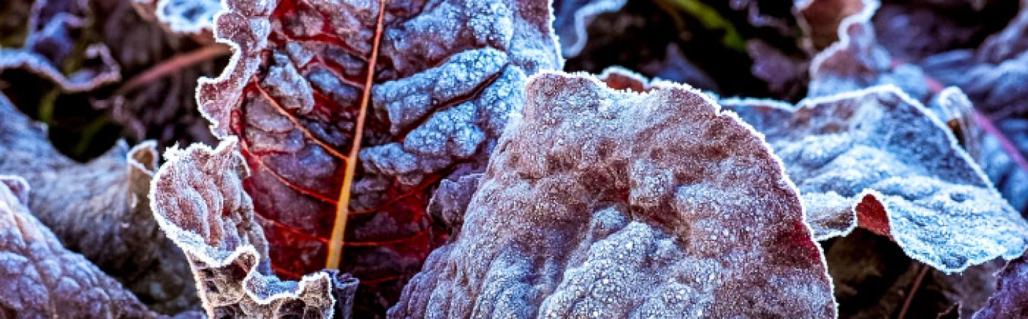 Vegetable garden: beware of spring frosts!