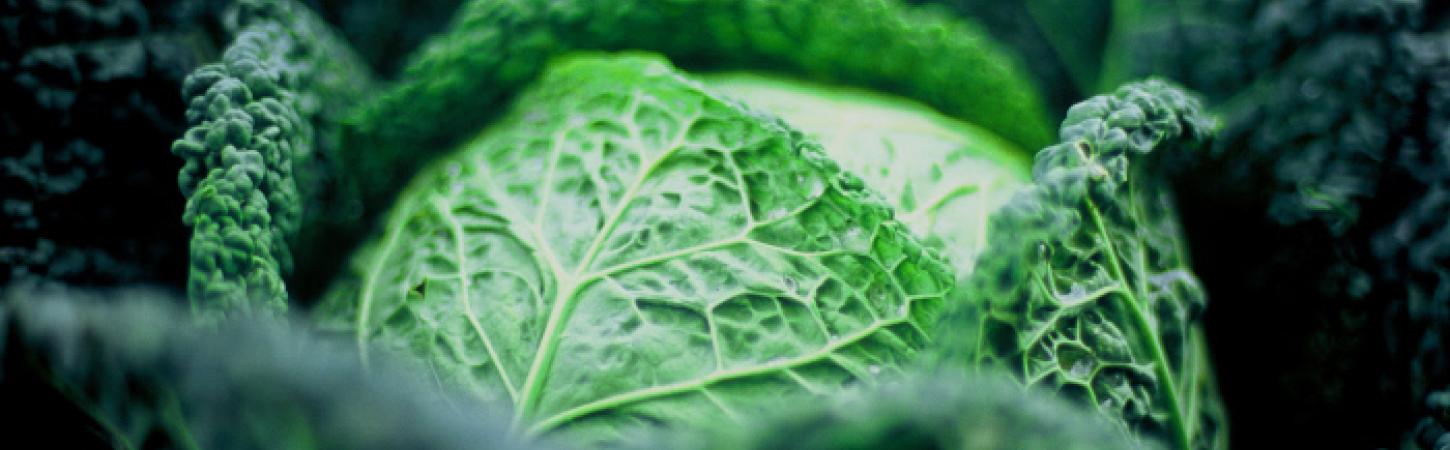 Le chou, tout savoir sur le légume