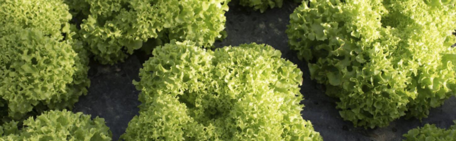 Eating locally and in season